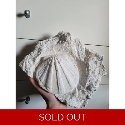 Rare Stunning White Scallop Pectin Fossil Sea Shell Display From France